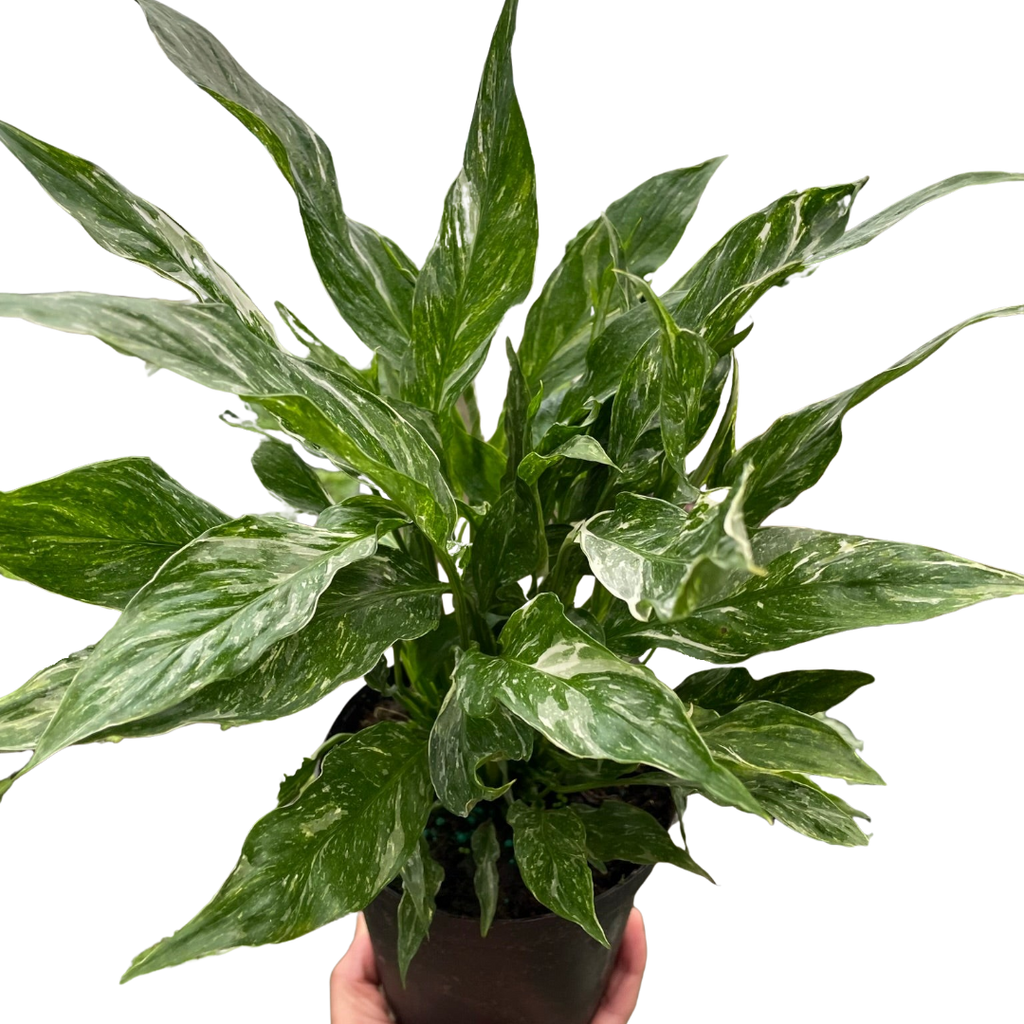 Variegated Spathiphyllum 'Domino'-6" Pot / Nursery Pot
