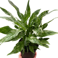 Variegated Spathiphyllum 'Domino'-6" Pot / Nursery Pot
