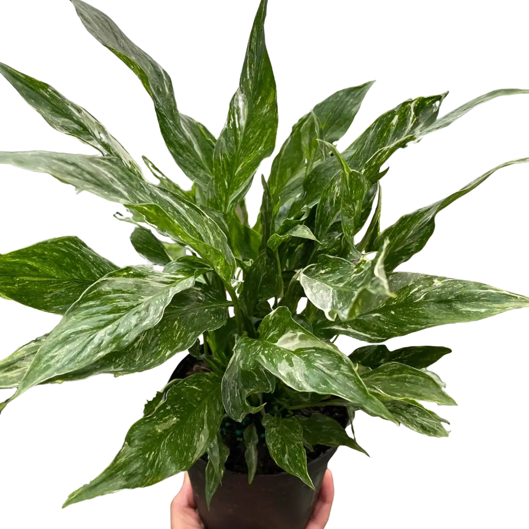 Variegated Spathiphyllum 'Domino'-6" Pot / Nursery Pot