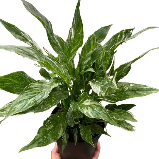 Variegated Spathiphyllum 'Domino'-6" Pot / Nursery Pot