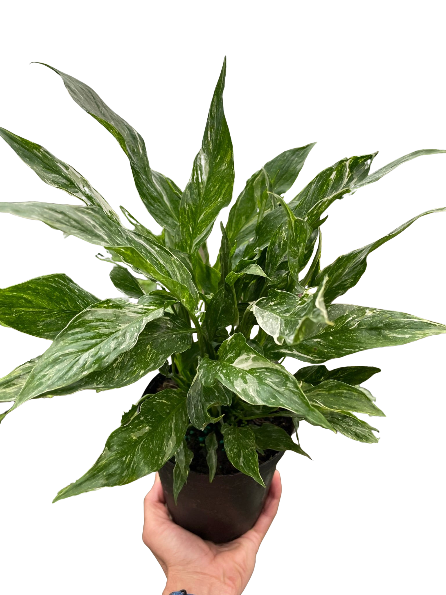 Variegated Spathiphyllum 'Domino'-6" Pot / Nursery Pot