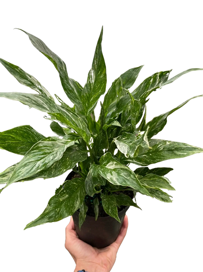 Variegated Spathiphyllum 'Domino'-6" Pot / Nursery Pot