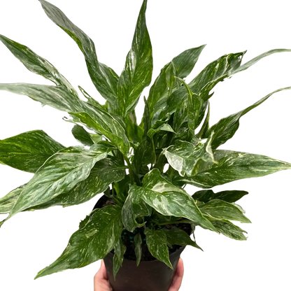 Variegated Spathiphyllum 'Domino'-6" Pot / Nursery Pot