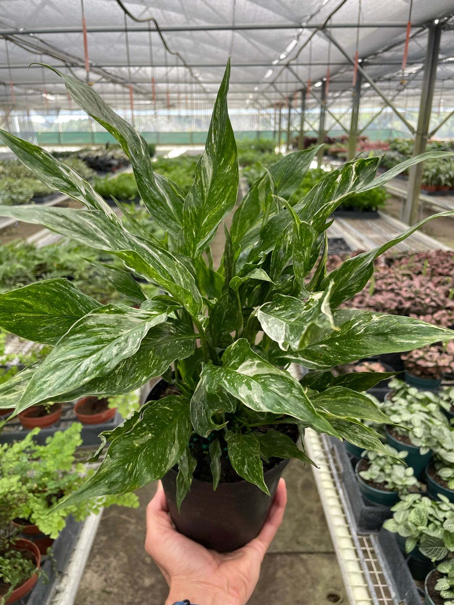 Variegated Spathiphyllum 'Domino'-6" Pot / Nursery Pot