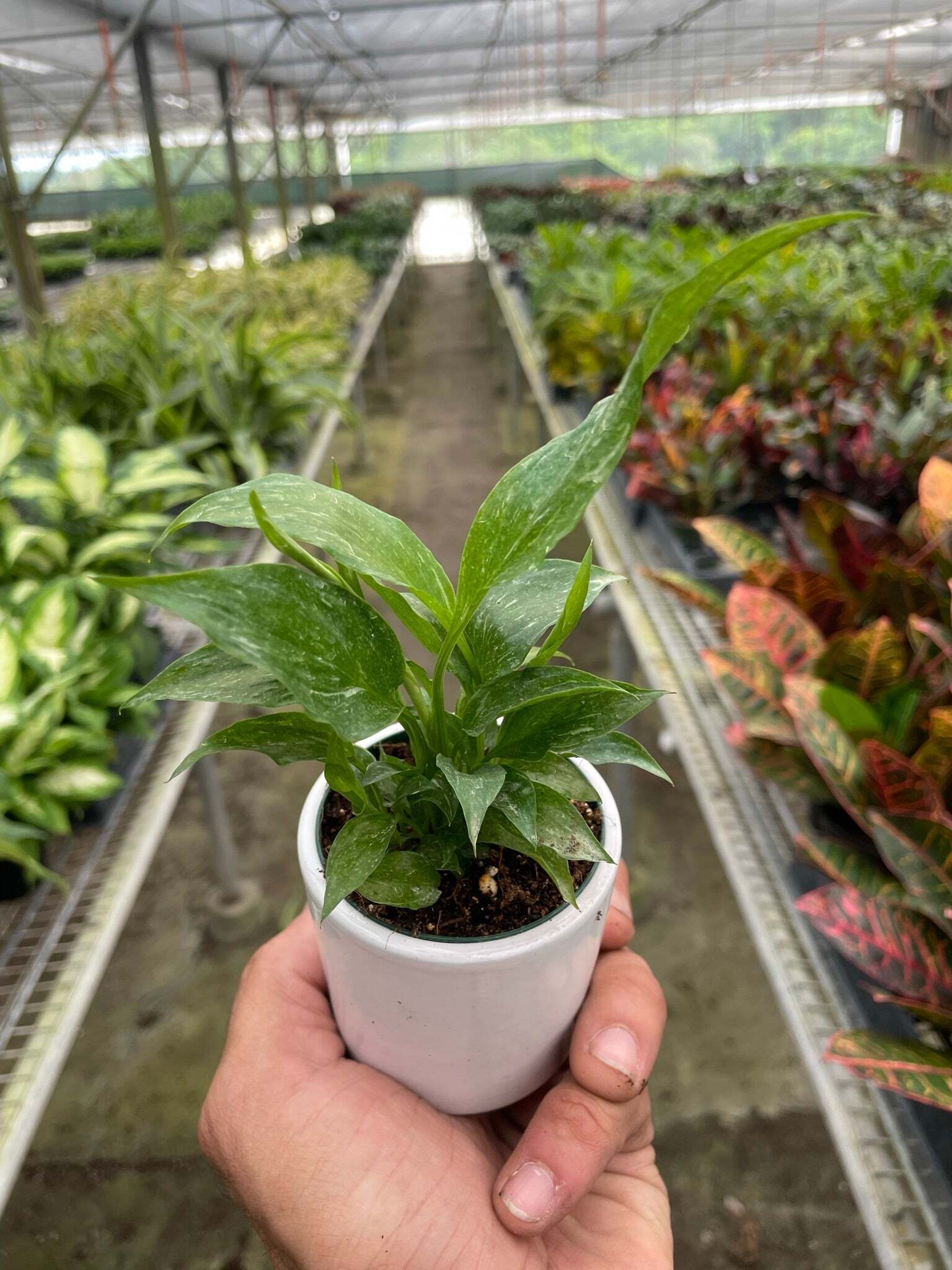 Variegated Spathiphyllum 'Domino'-6" Pot / Nursery Pot